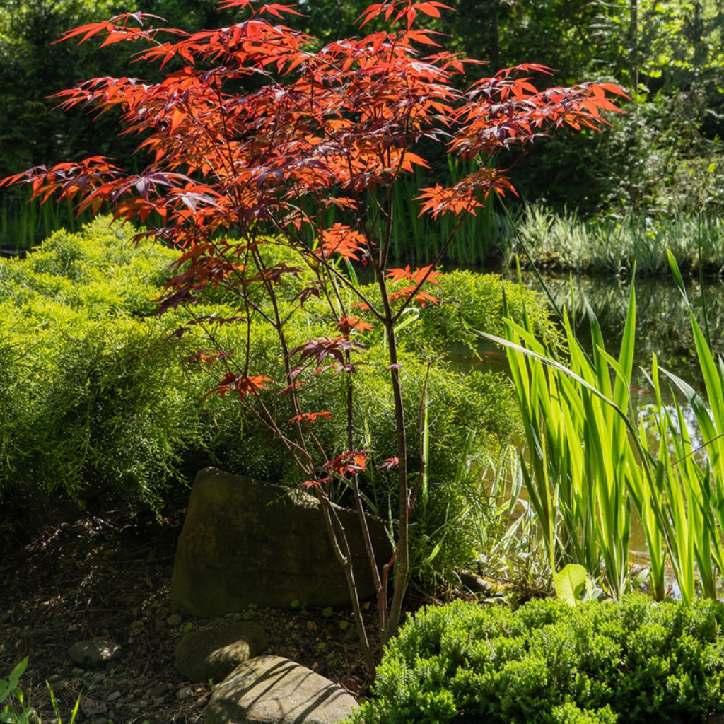 Acer palmatum Atropurpureum - Japanese Maple