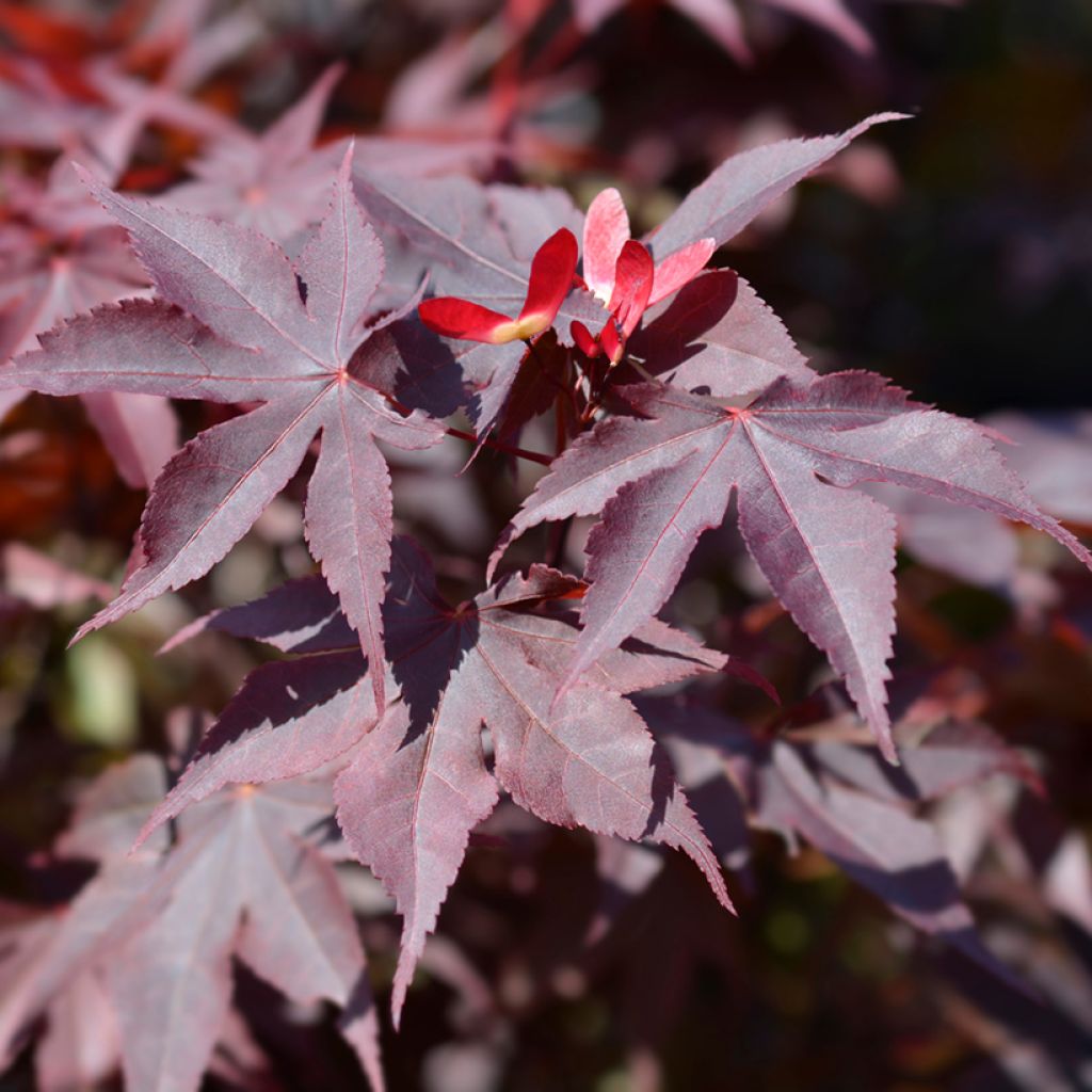 Acer palmatum Bloodgood - Japanese Maple