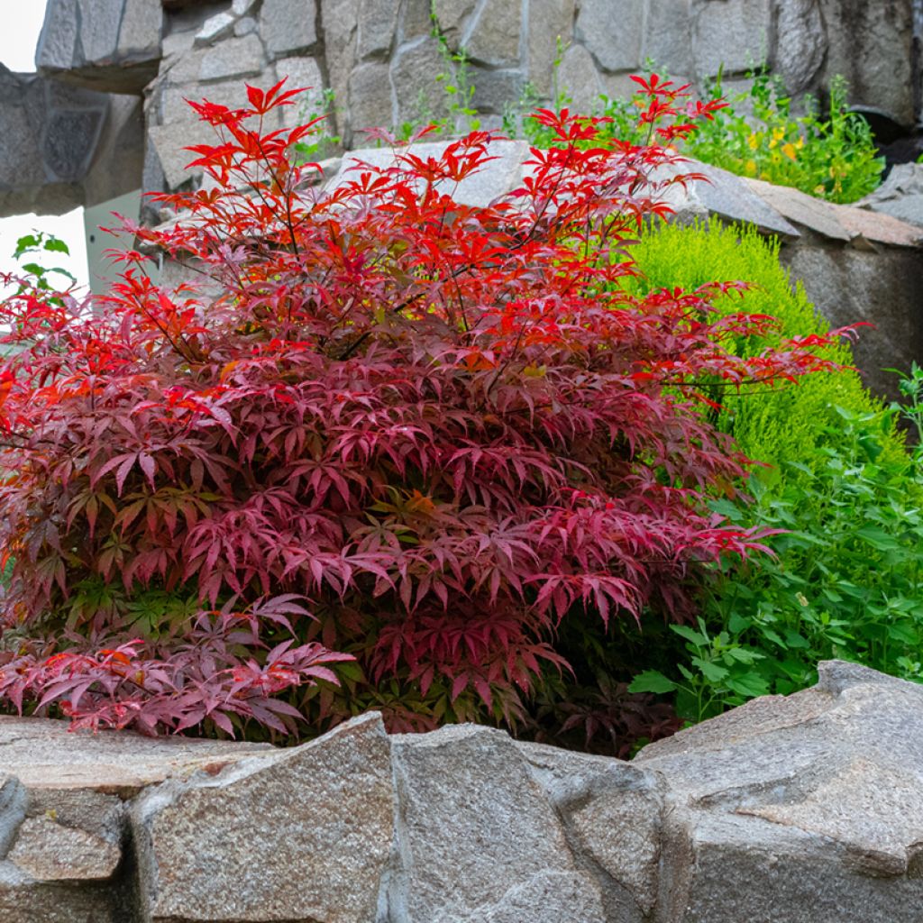 Acer palmatum Bloodgood - Japanese Maple
