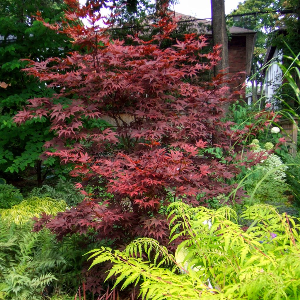Acer palmatum Bloodgood - Japanese Maple