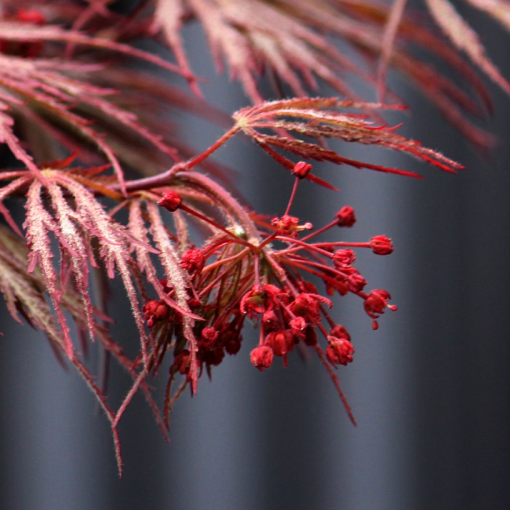 Acer palmatum susbp. dissectum Crimson Queen - Japanese Maple