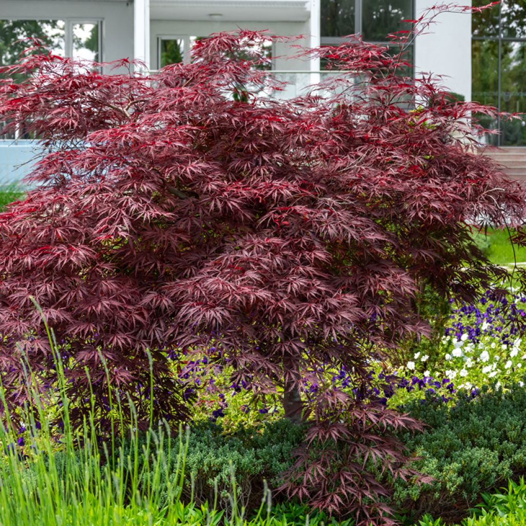 Acer palmatum susbp. dissectum Crimson Queen - Japanese Maple