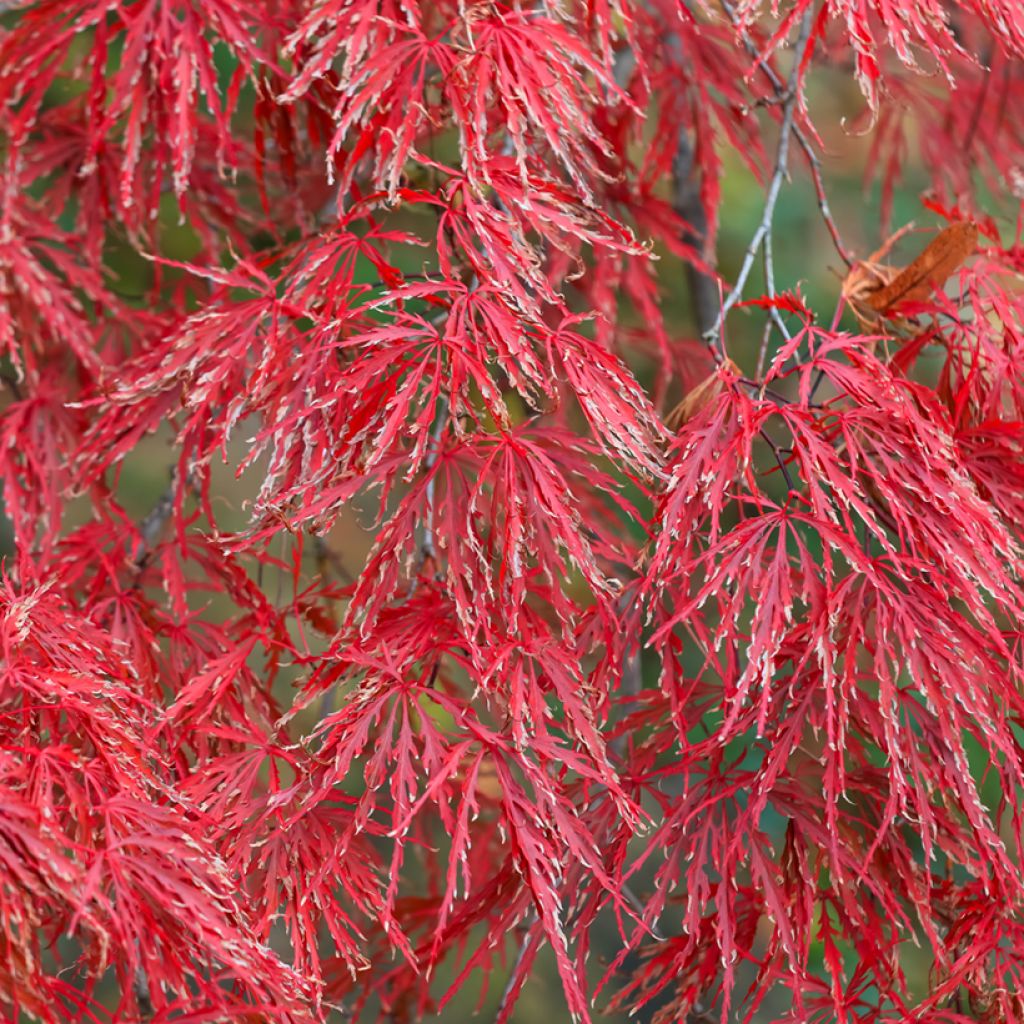 Acer palmatum susbp. dissectum Crimson Queen - Japanese Maple
