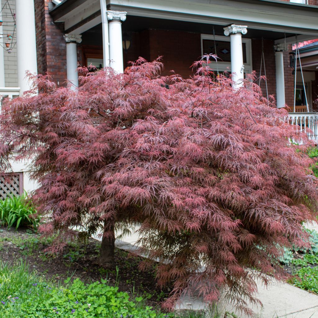 Acer palmatum susbp. dissectum Crimson Queen - Japanese Maple