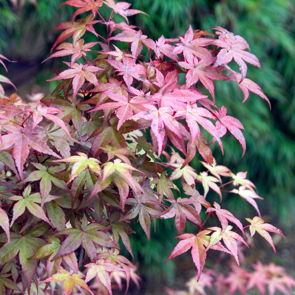 Acer palmatum Deshojo - Japanese Maple