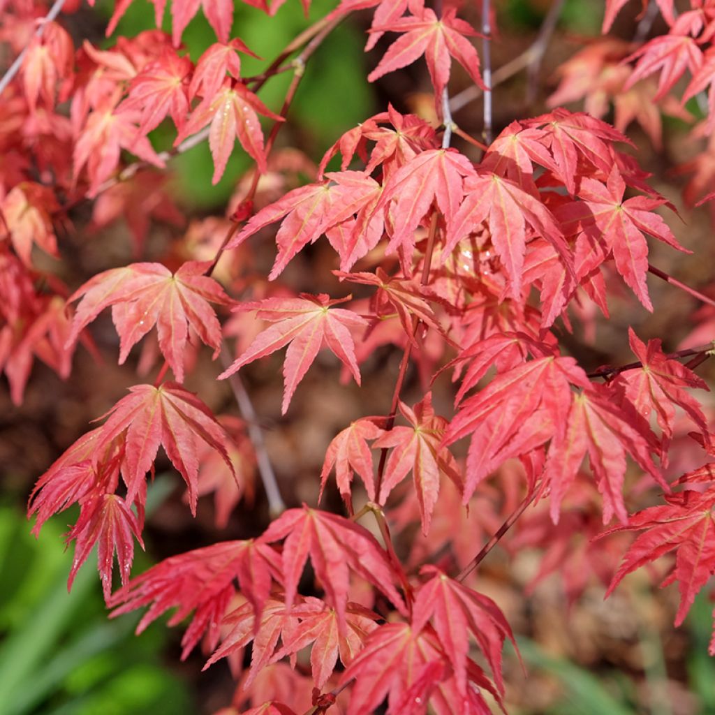 Acer palmatum Deshojo - Japanese Maple