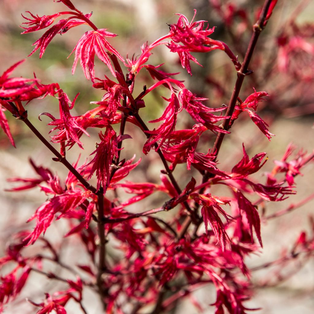 Acer palmatum Deshojo - Japanese Maple
