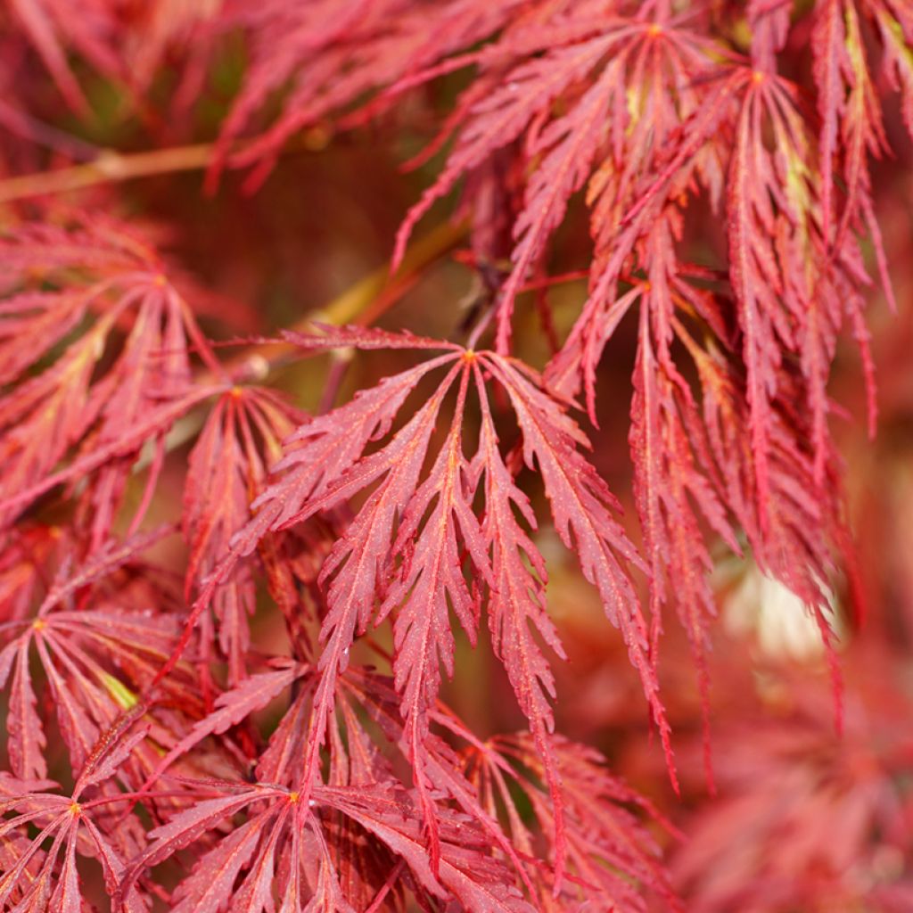 Acer palmatum Dissectum Garnet - Japanese Maple