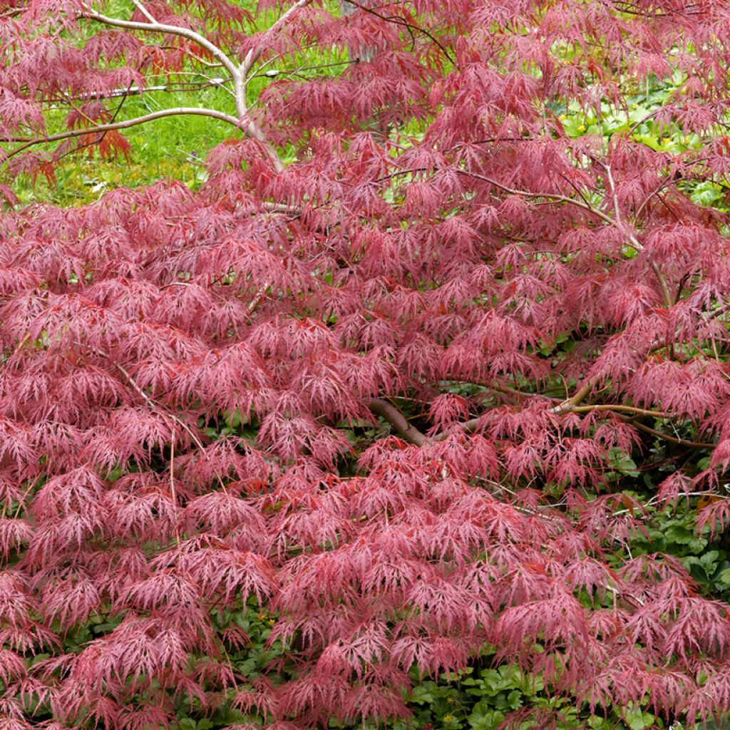 Acer palmatum Dissectum Garnet - Japanese Maple