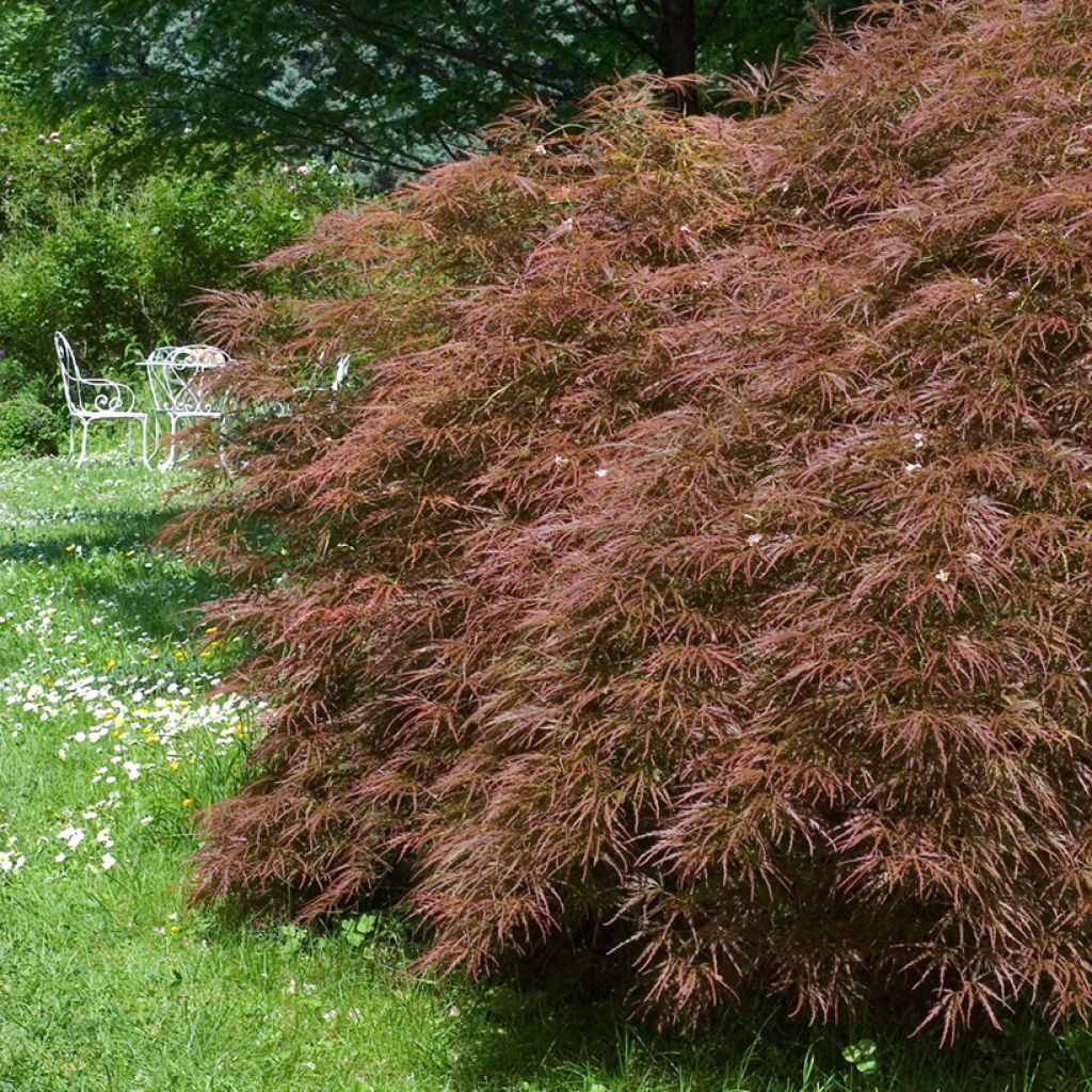Acer palmatum Dissectum Garnet - Japanese Maple