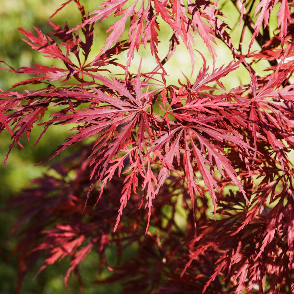 Acer palmatum Dissectum Garnet - Japanese Maple