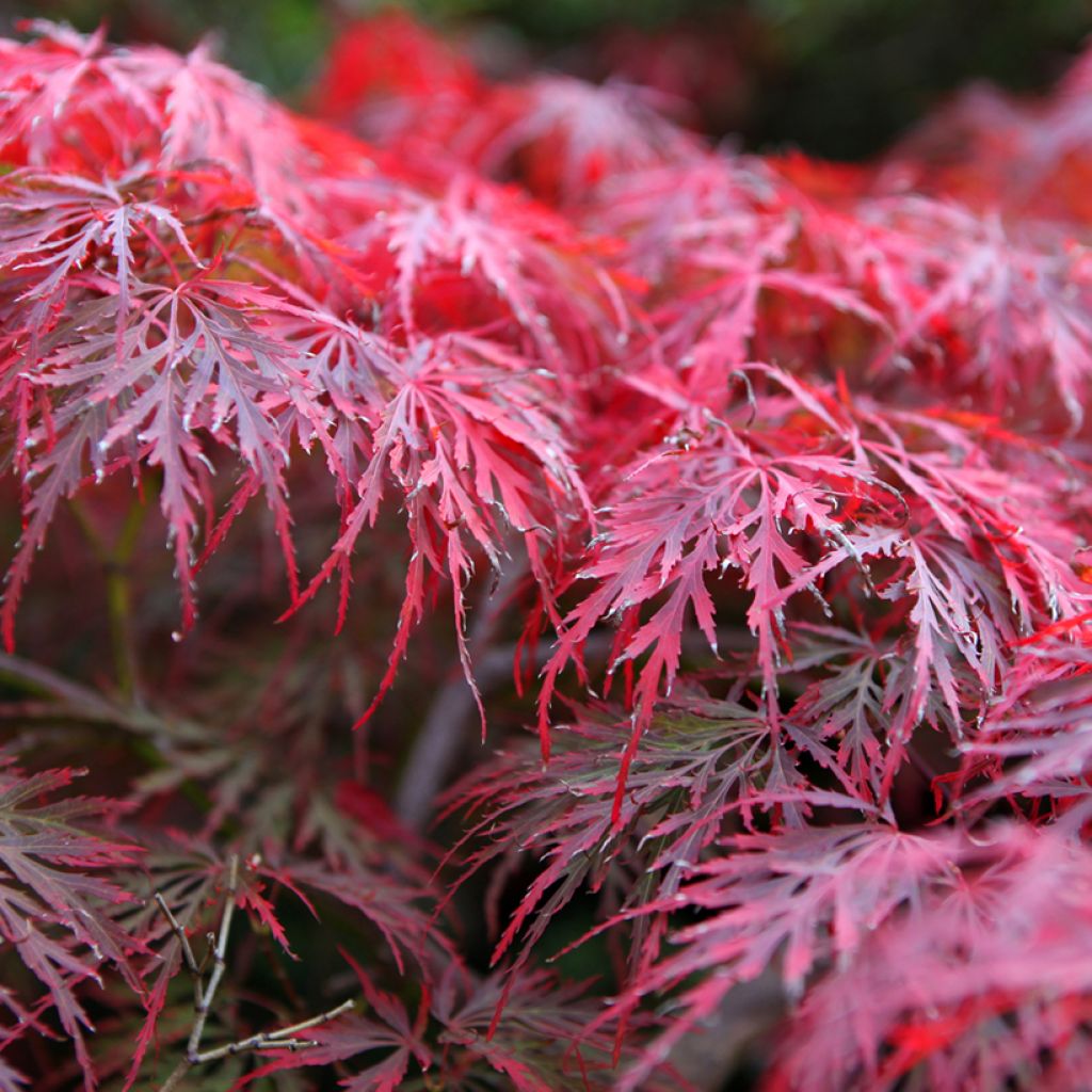 Acer palmatum Dissectum Garnet - Japanese Maple