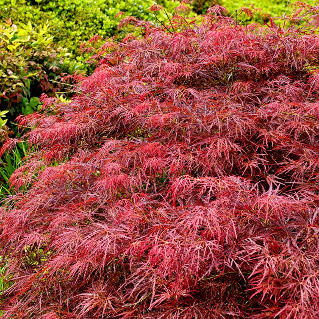 Acer palmatum Dissectum Garnet - Japanese Maple