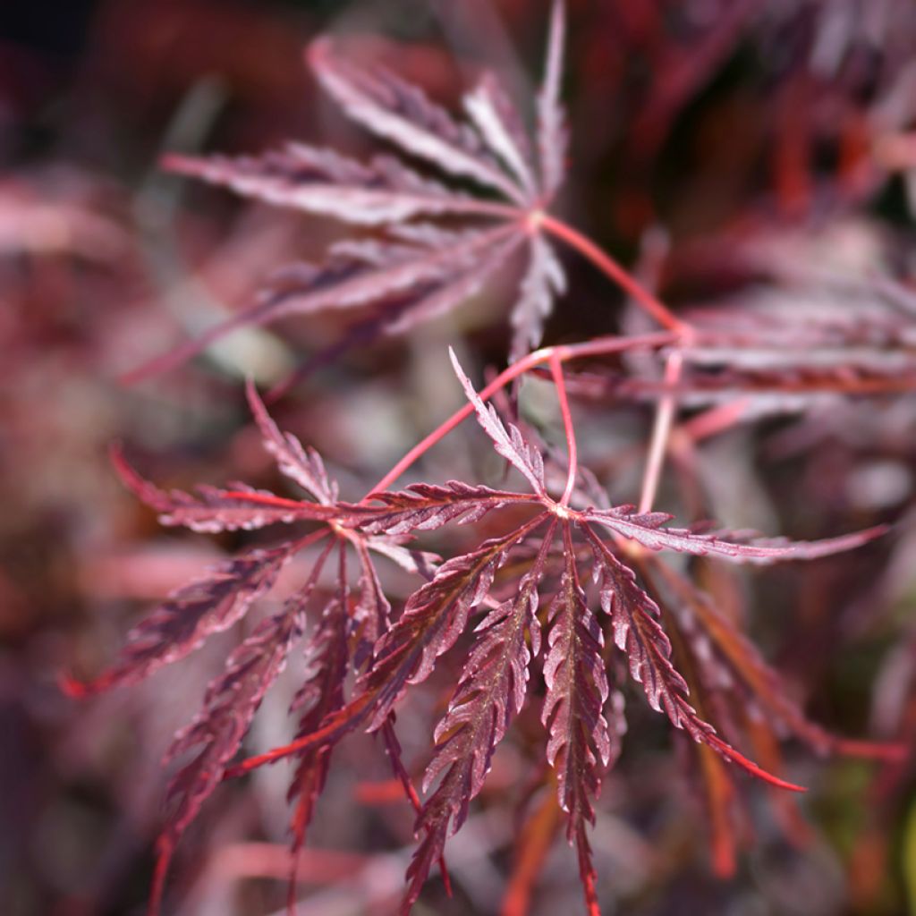 Acer palmatum Dissectum Garnet - Japanese Maple