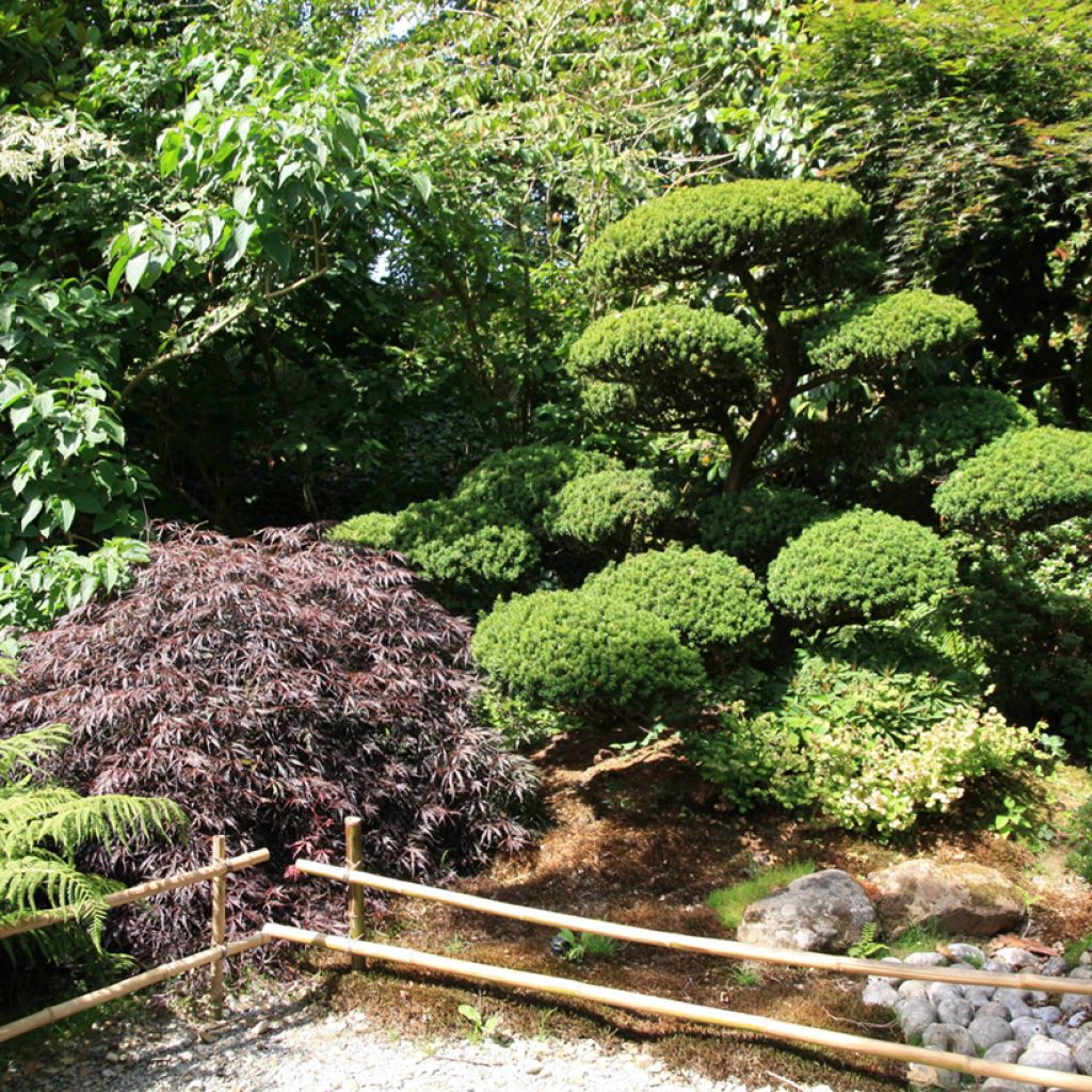 Acer palmatum Dissectum Garnet - Japanese Maple