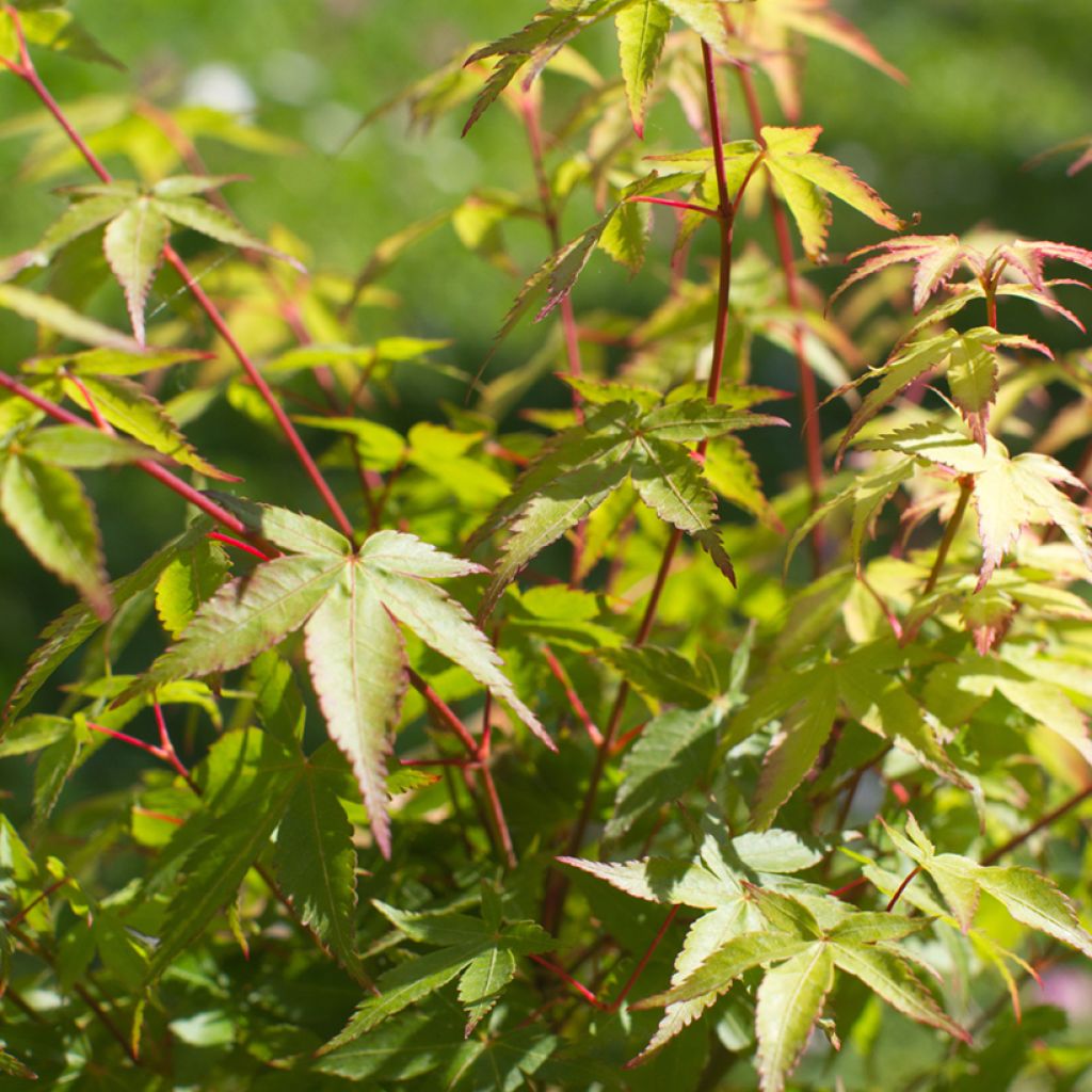 Acer palmatum Little Princess - Japanese Maple