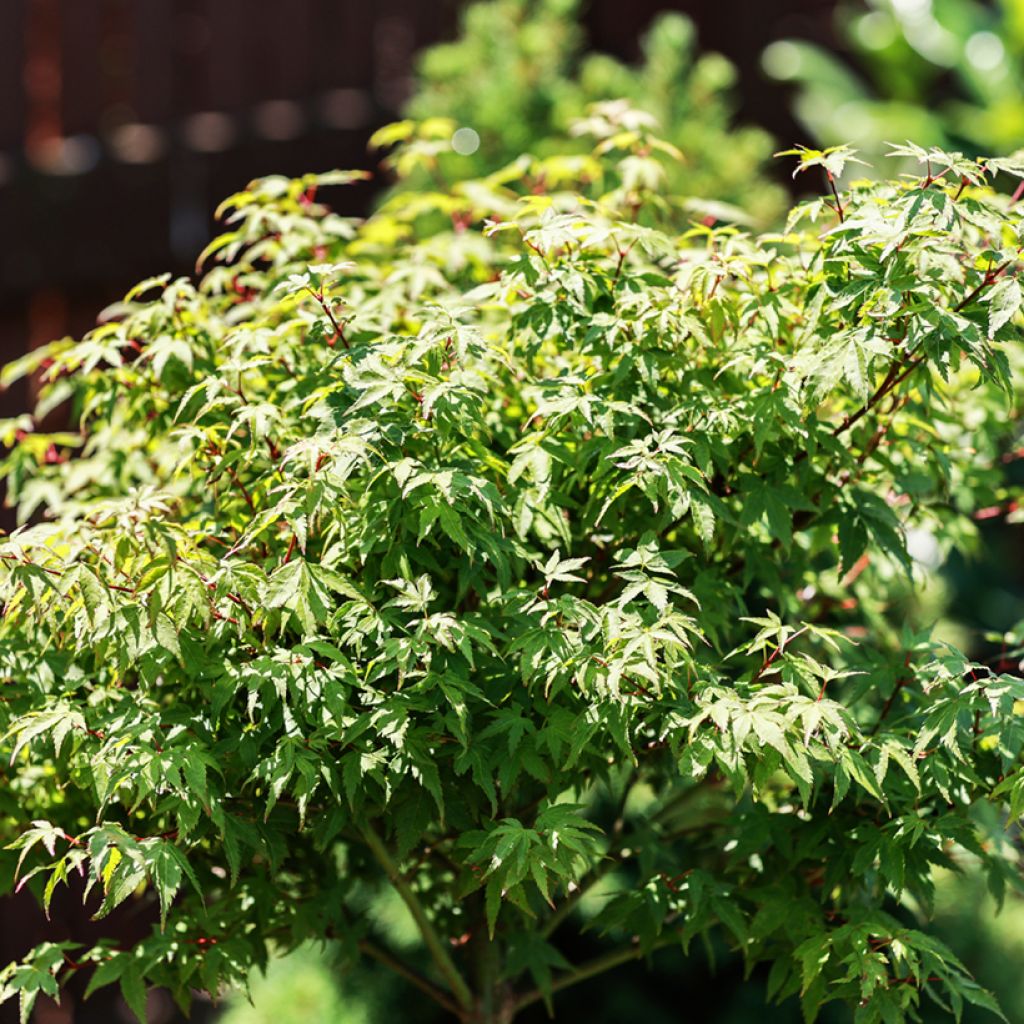 Acer palmatum Little Princess - Japanese Maple