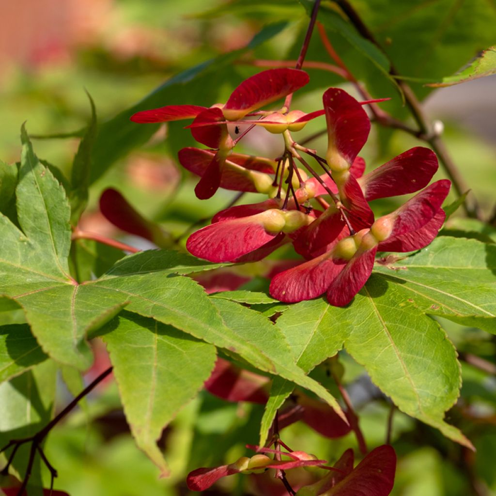 Acer palmatum Osakazuki - Japanese Maple