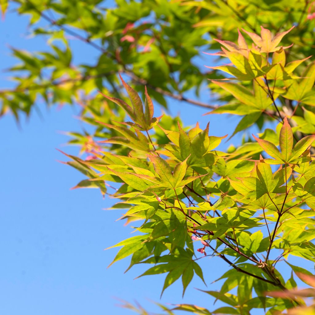 Acer palmatum Osakazuki - Japanese Maple