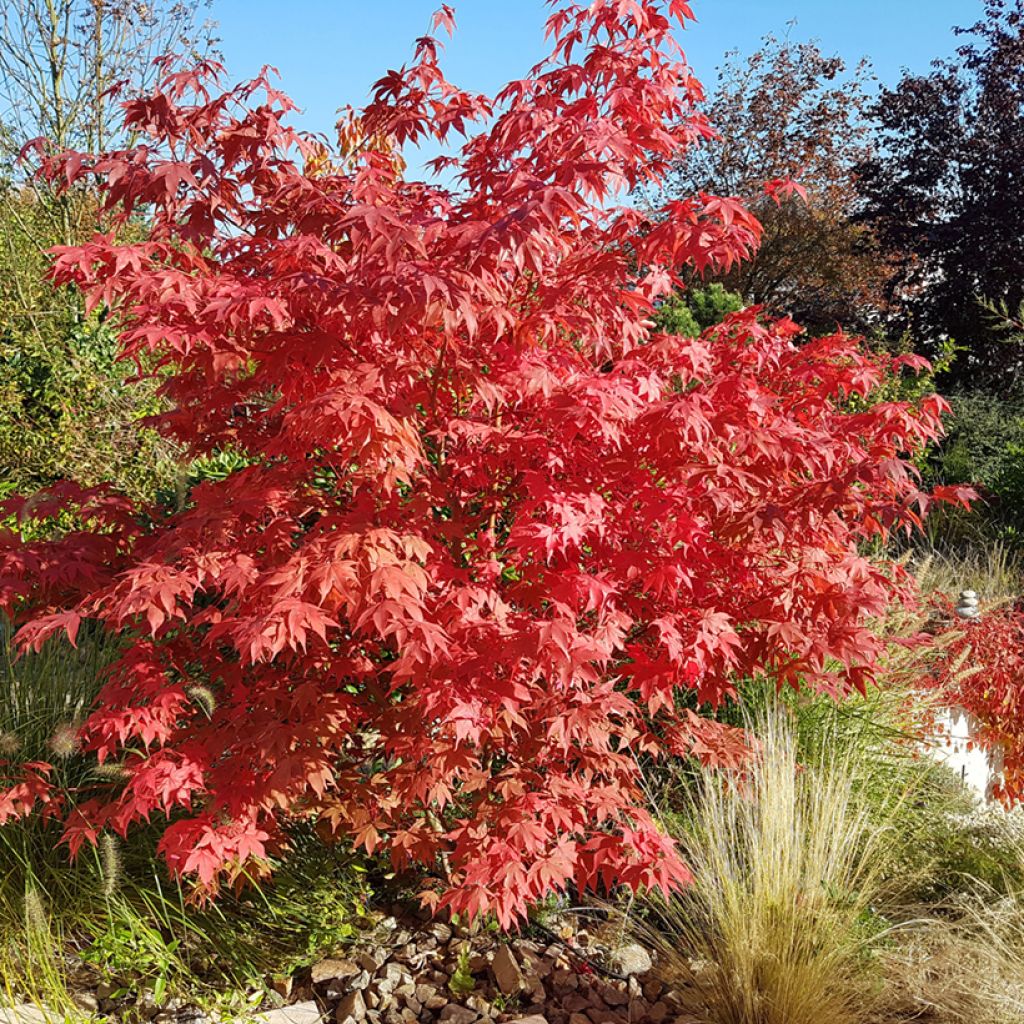 Acer palmatum Osakazuki - Japanese Maple