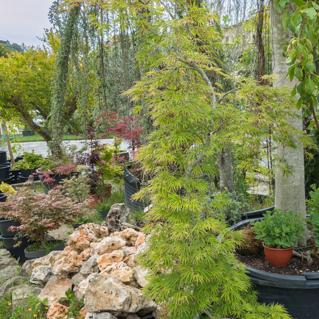 Acer palmatum Seiryu - Japanese Maple