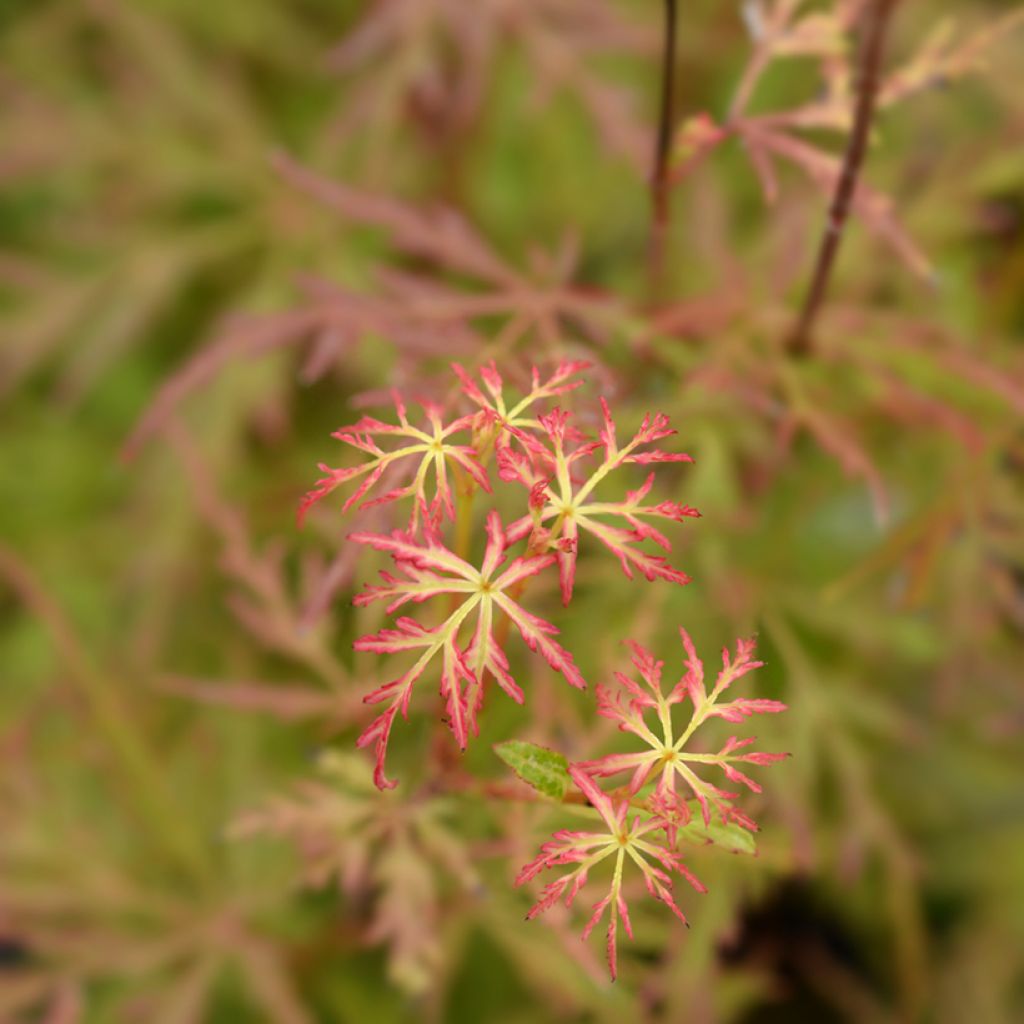 Acer palmatum Seiryu - Japanese Maple