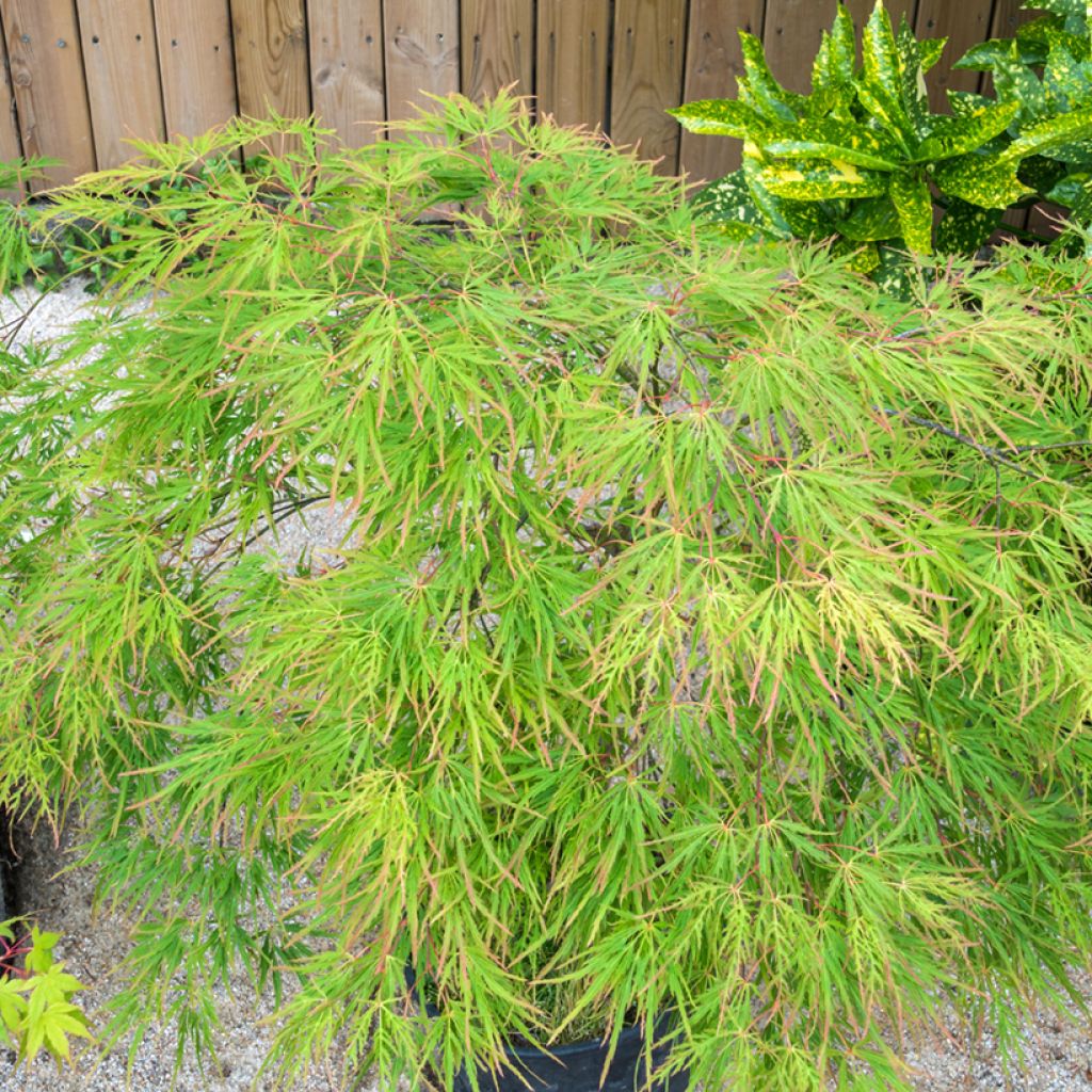 Acer palmatum Seiryu - Japanese Maple