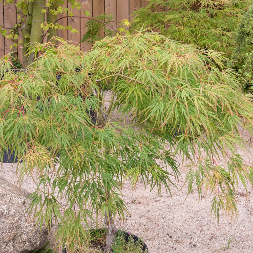 Acer palmatum Seiryu - Japanese Maple