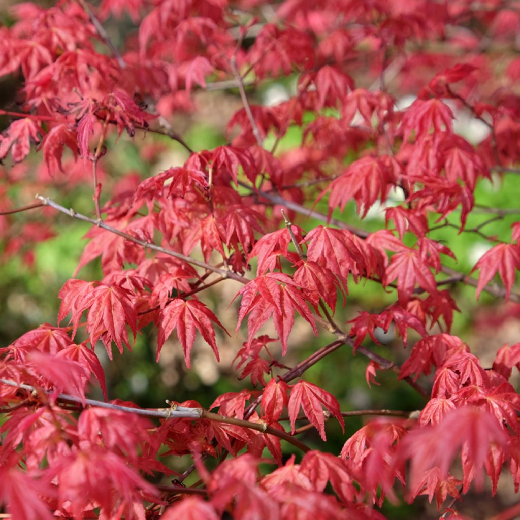 Acer palmatum Shindeshojo - Japanese Maple