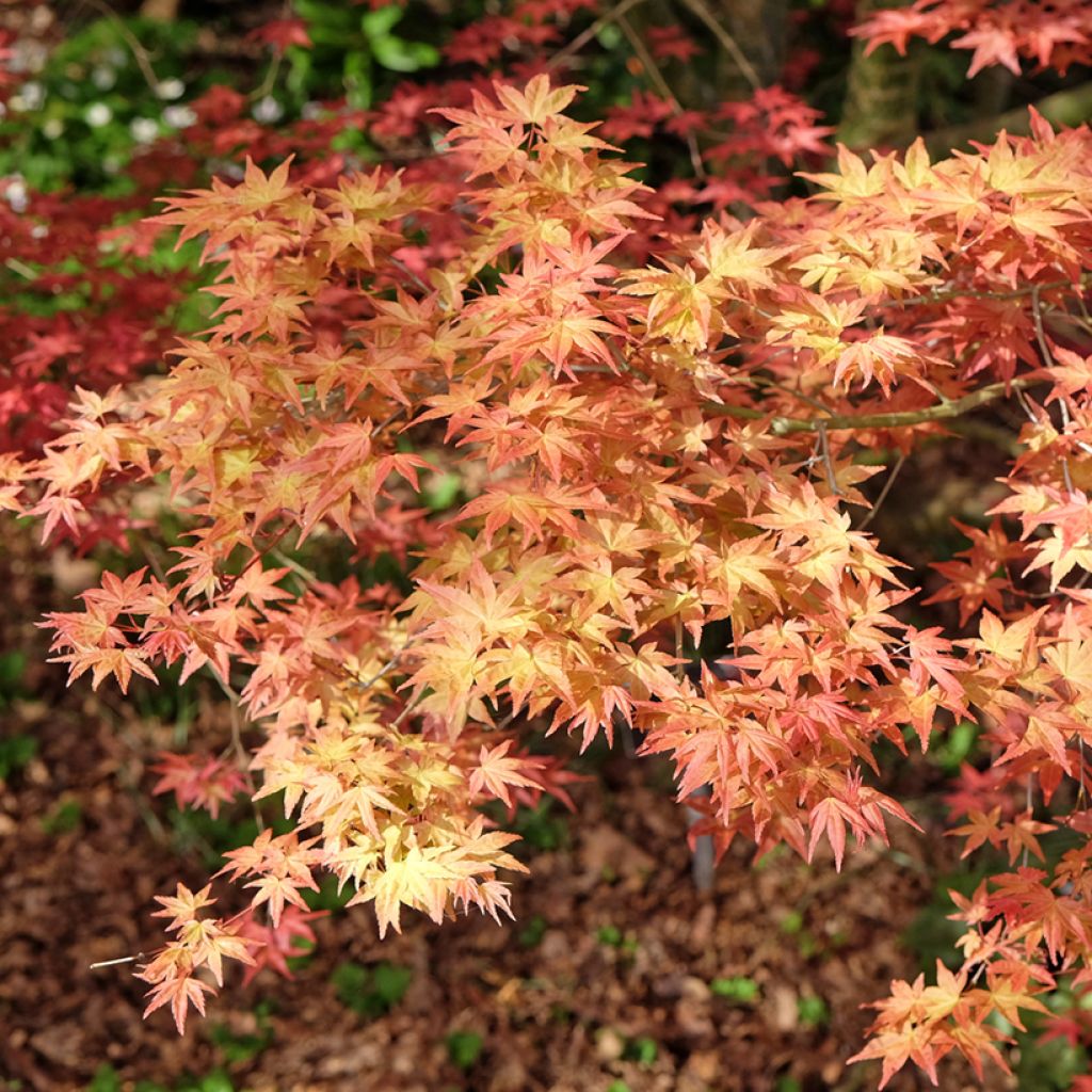 Acer palmatum Shindeshojo - Japanese Maple