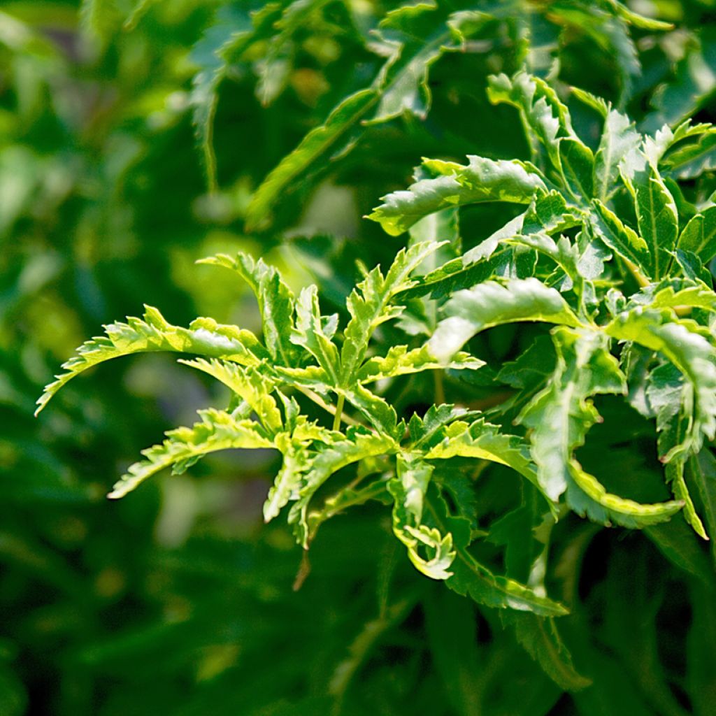 Acer palmatum Shishigashira - Japanese Maple