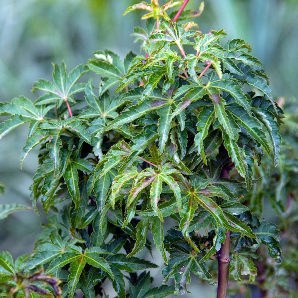 Acer palmatum Shishigashira - Japanese Maple