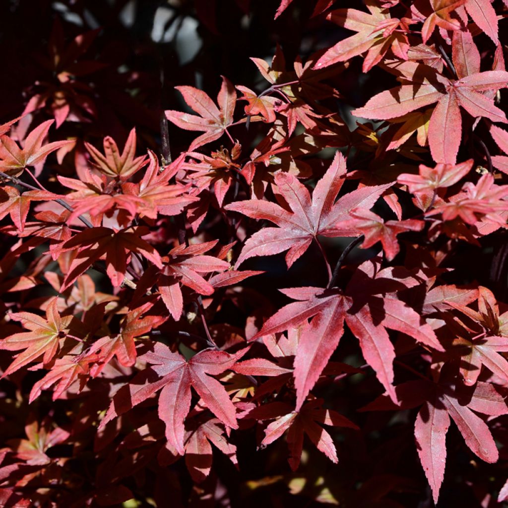 Acer palmatum Twomblys Red Sentinel - Japanese Maple