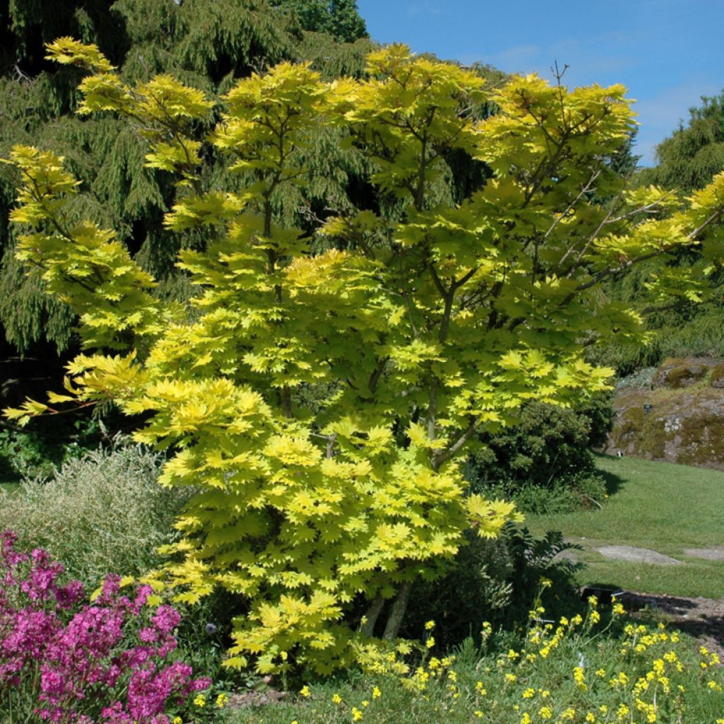 Acer shirasawanum Aureum - Japanese Maple