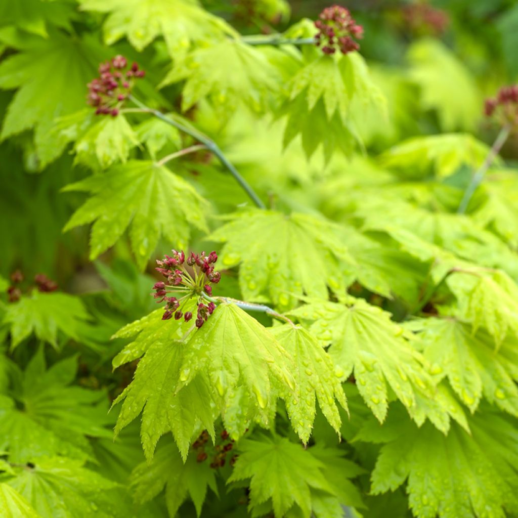 Acer shirasawanum Aureum - Japanese Maple