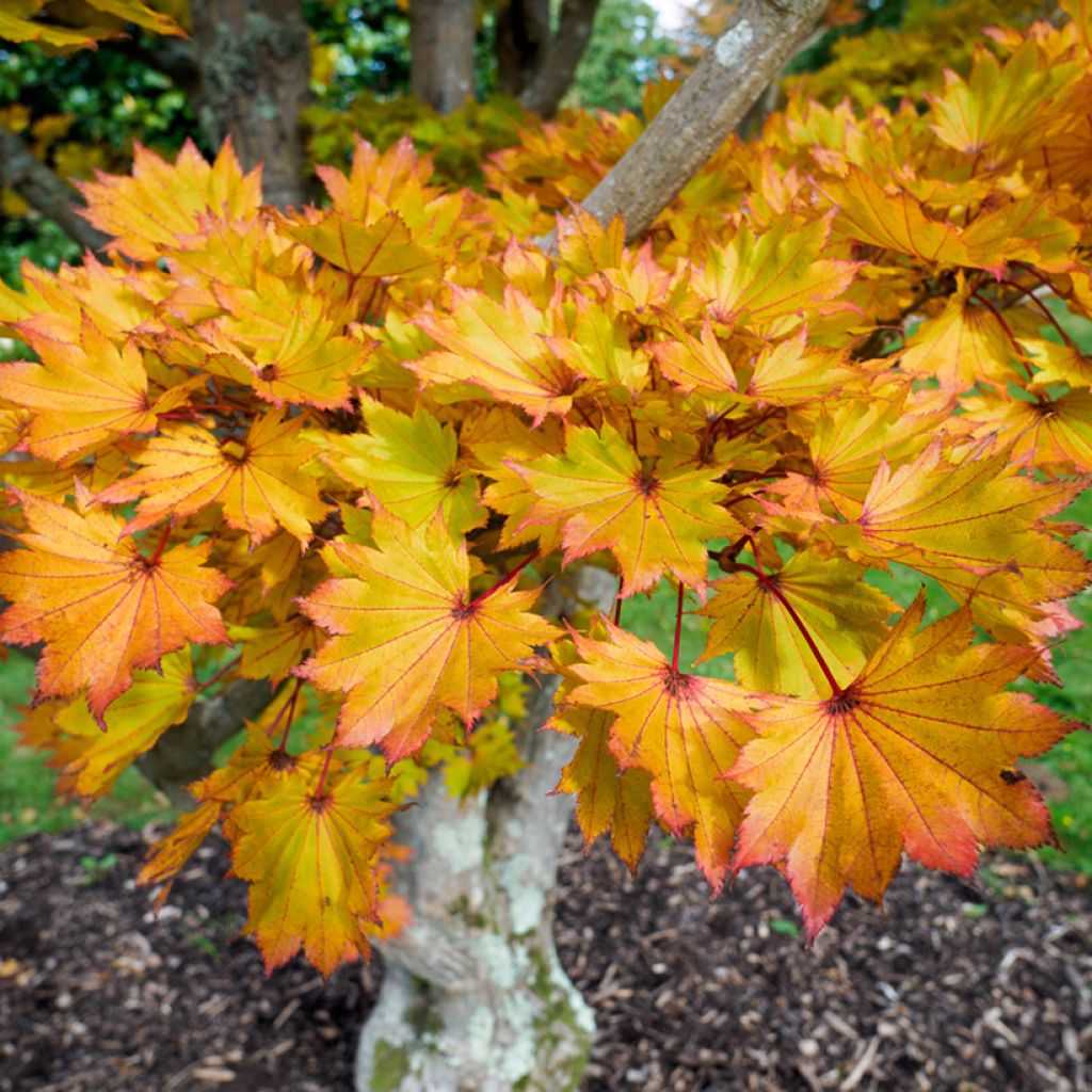 Acer shirasawanum Aureum - Japanese Maple