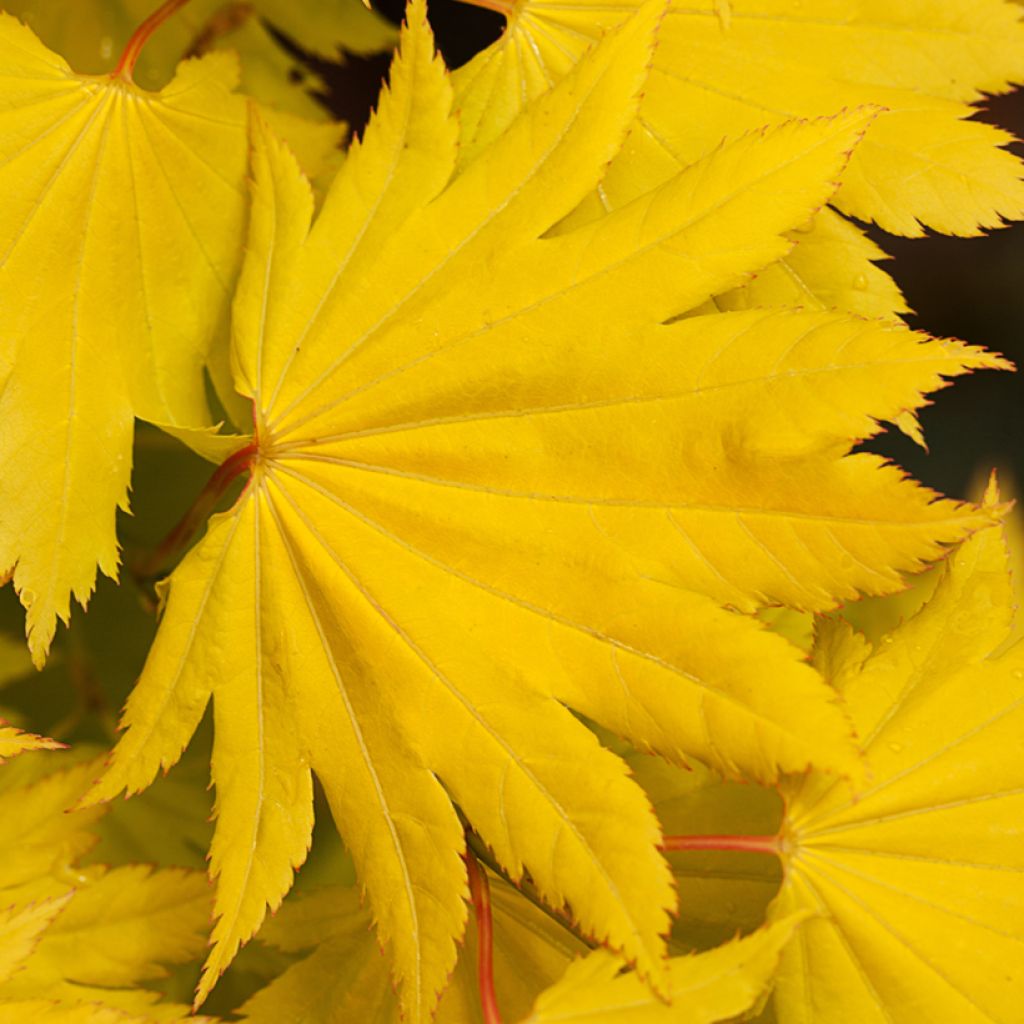 Acer shirasawanum Aureum - Japanese Maple