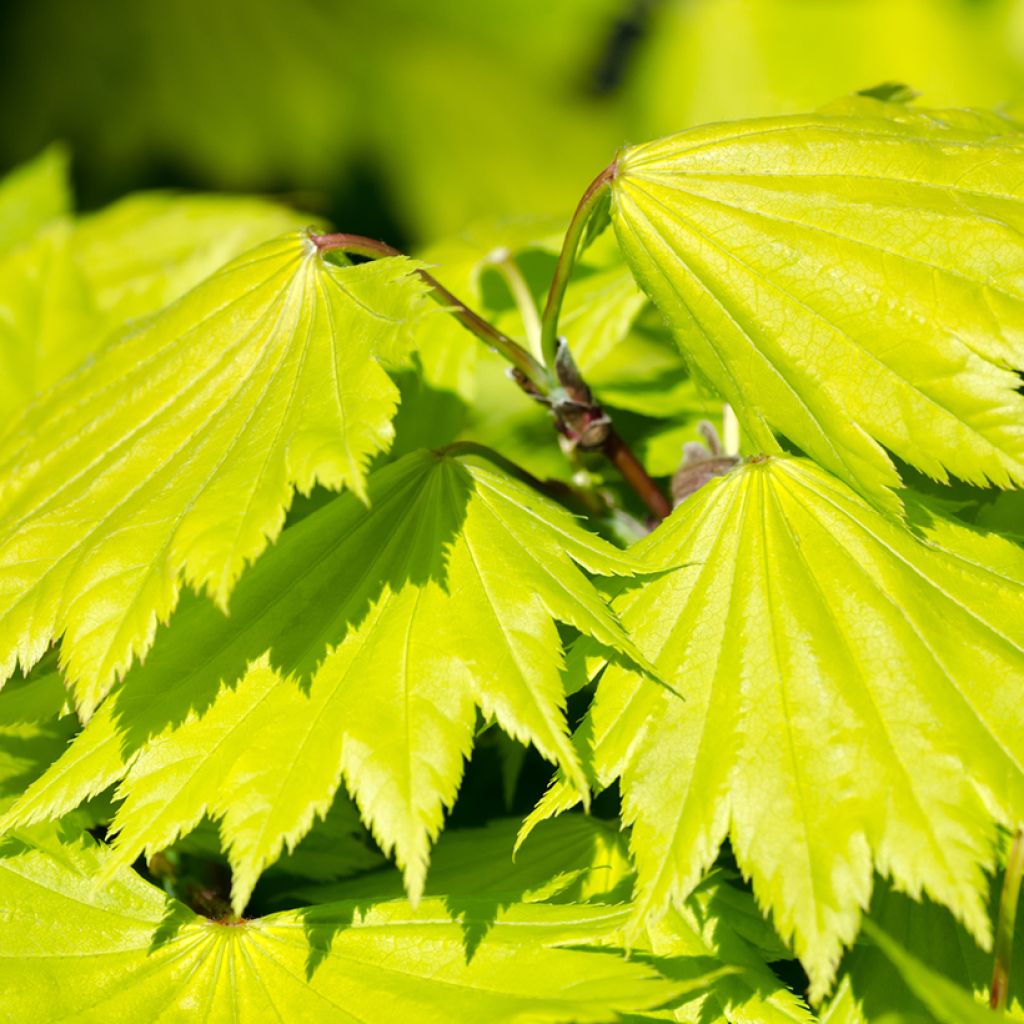 Acer shirasawanum Aureum - Japanese Maple