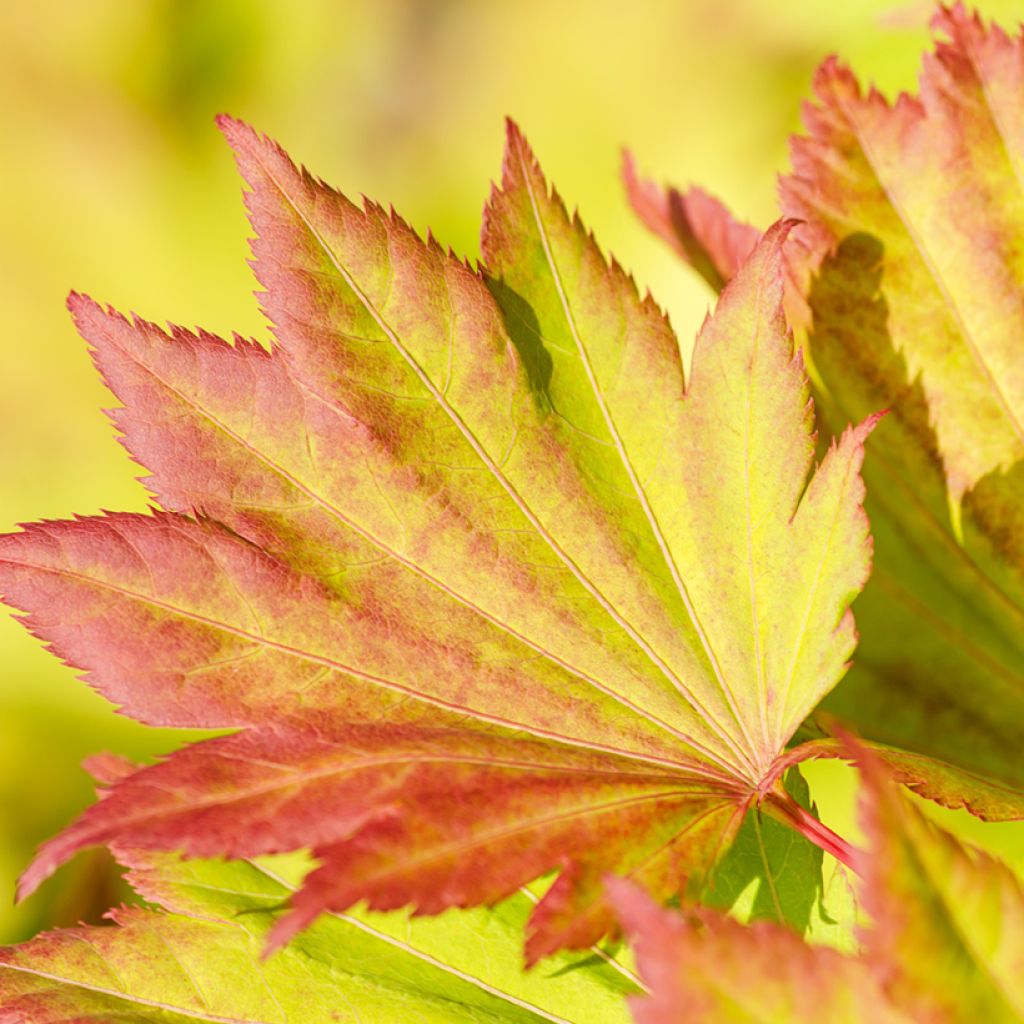 Acer shirasawanum Aureum - Japanese Maple