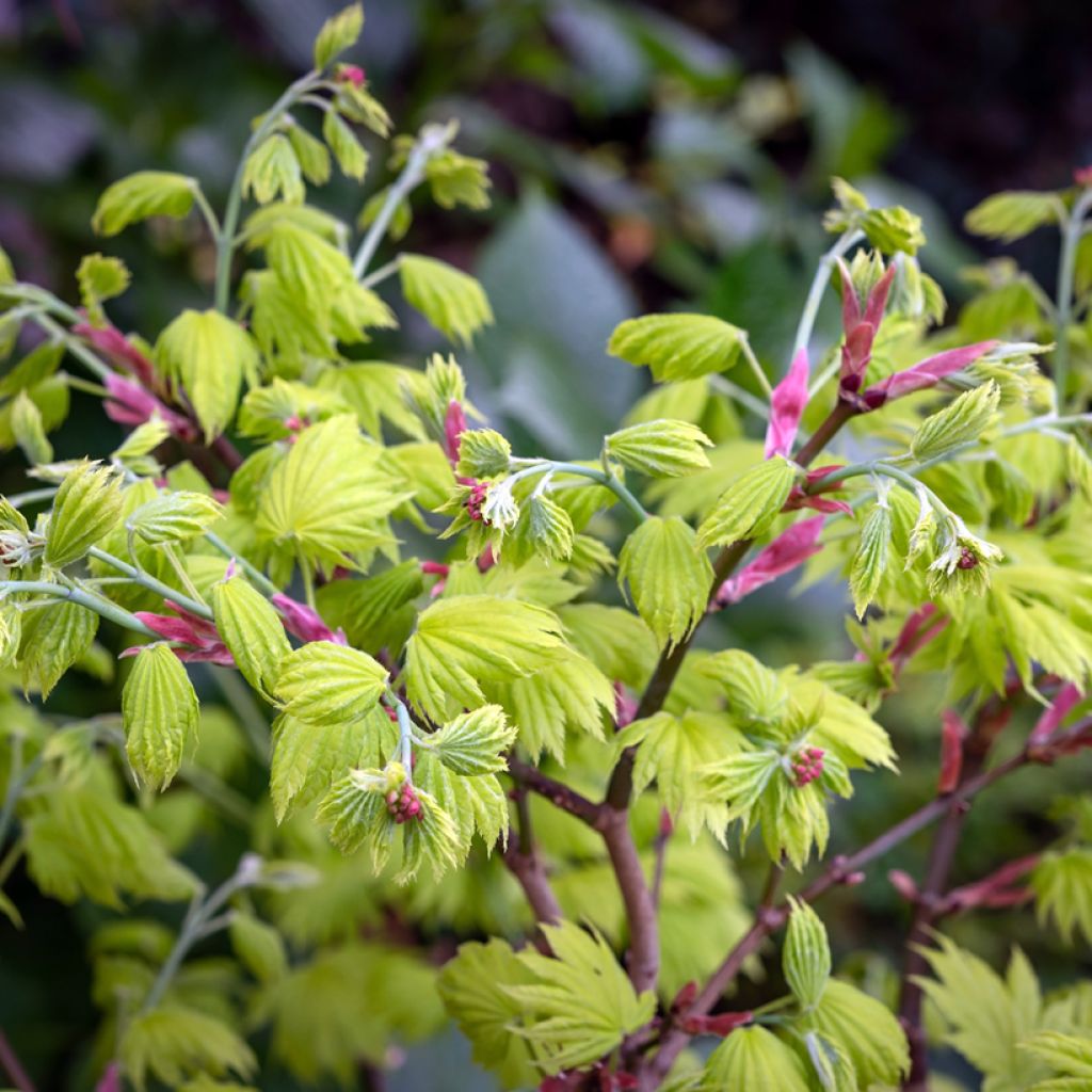Acer shirasawanum Aureum - Japanese Maple