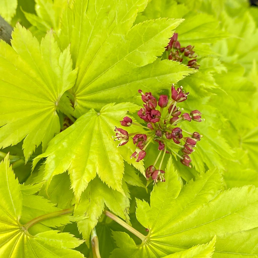 Acer shirasawanum Aureum - Japanese Maple