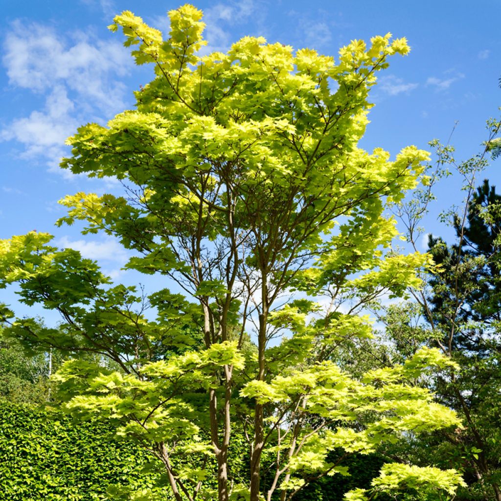 Acer shirasawanum Aureum - Japanese Maple