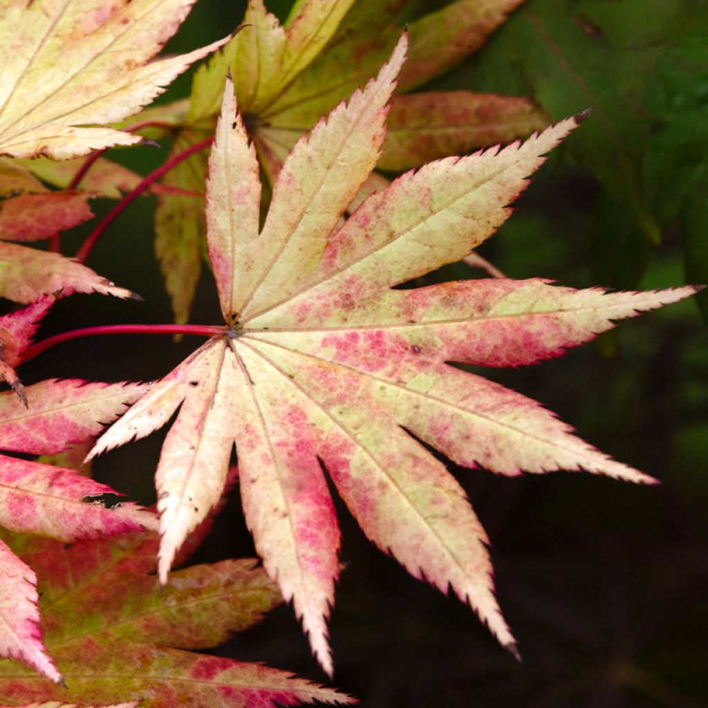 Acer shirasawanum Autumn moon - Japanese Maple