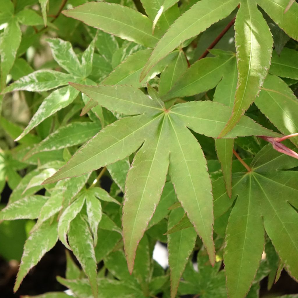 Acer palmatum Uki-gumo - Japanese Maple