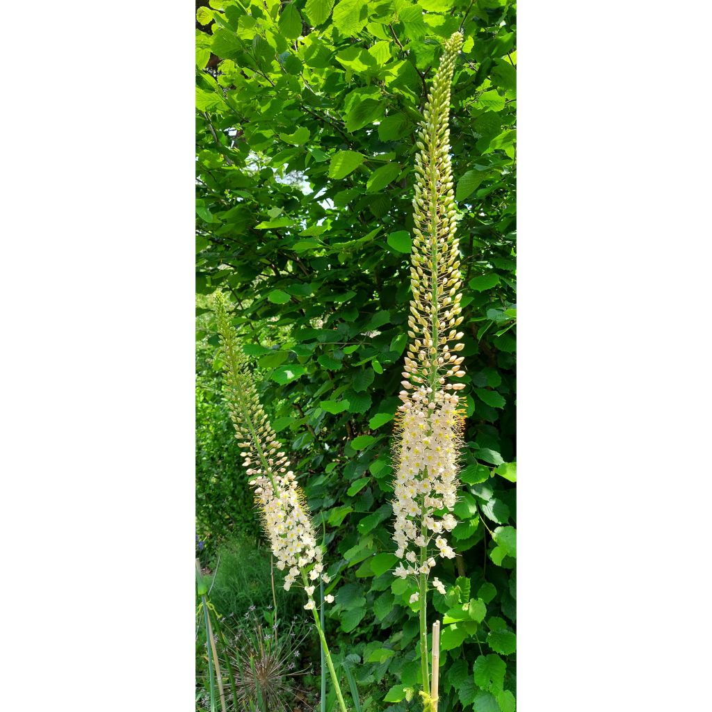 Eremurus Romance - Foxtail Lily
