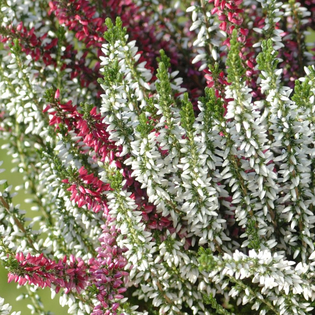 Erica darleyensis Trio - Winter Heath