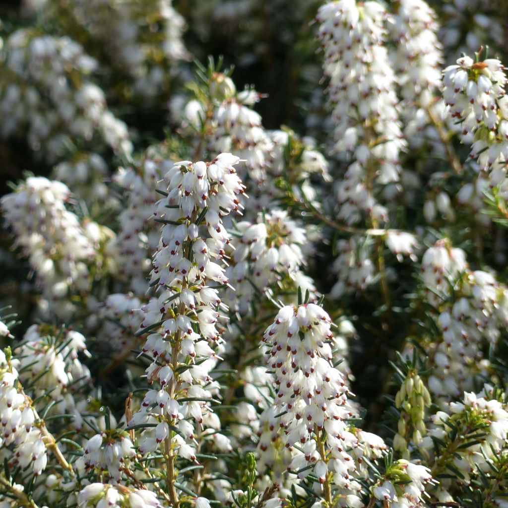Erica darleyensis f.albiflora Silberschmelze - Winter Heath