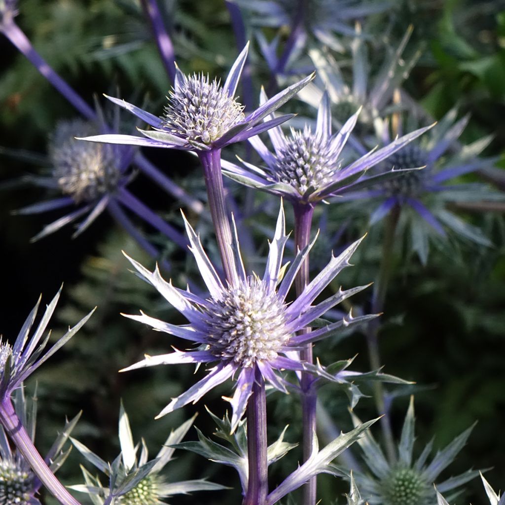 Eryngium bourgatii Pico's Amethyst