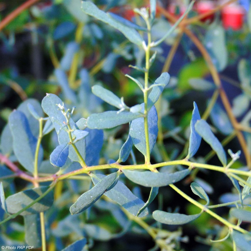 Eucalyptus gunnii France Bleu Rengun - Cider gum