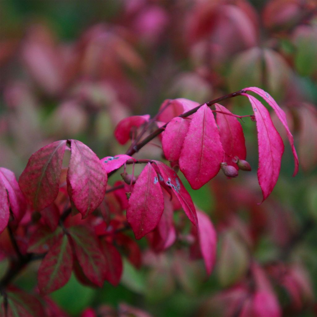 Euonymus alatus Compactus - Winged Spindle